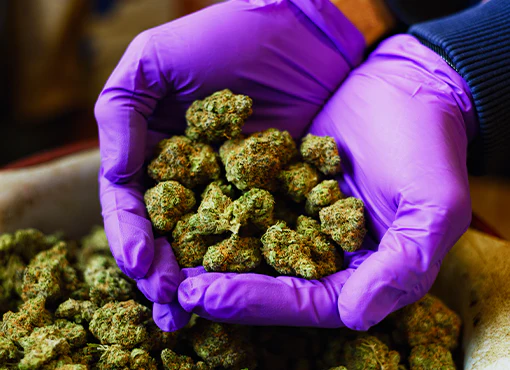 Marijuana Business Law in Montana