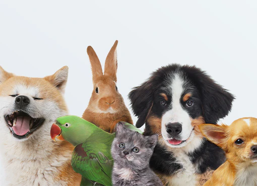 Estate Planning for Pets: Trusts, Fiduciaries, and Common Problems