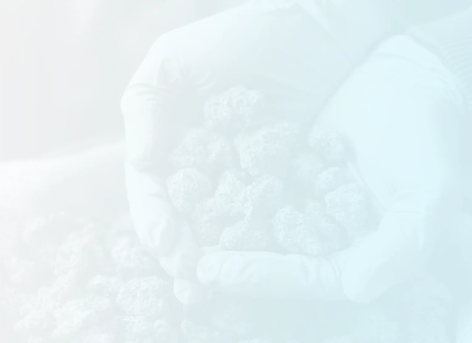 Marijuana Business Law in Maine - Image 2
