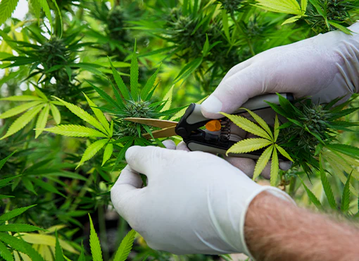 Sale and Purchase Agreements in Cannabis Industry 2024