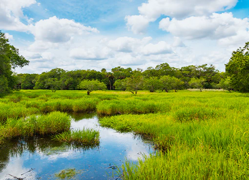 Wetlands Law and Development Post-Sackett v. EPA