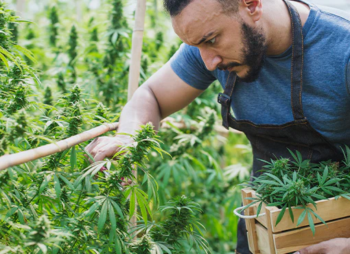 Advising Cannabis Businesses in Distress