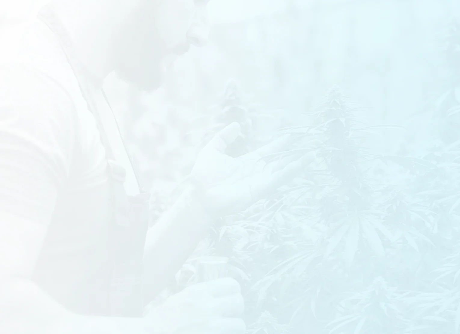 Marijuana Rescheduling - 2024 Update - Image 2