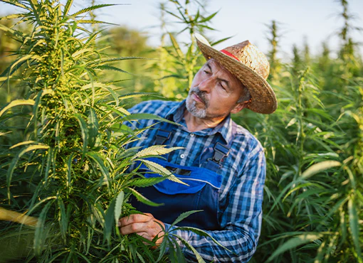 Cannabis Law 2025: Compliance From Farm to Market